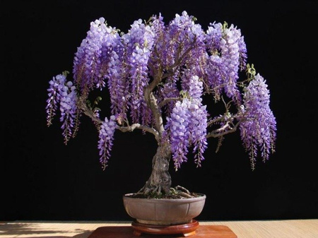 Bonsai - African Wisteria, 15pcs