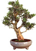 Bonsai - olive tree, 20 pcs.